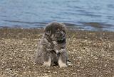 DOGUE DU TIBET 085